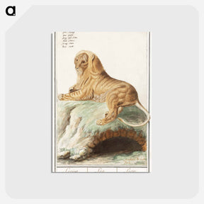 アートポストカード-Lion - アンセルムス ボエティウス デ ブート Postcard.