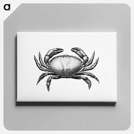 アートパネル-Crab Engraving
 - 大英図書館 Canvas.
