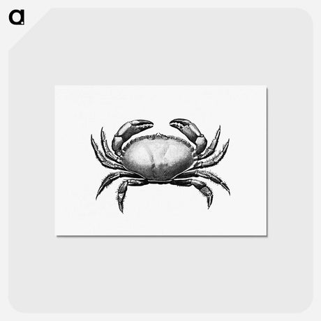 アートポストカード-Crab Engraving
 - 大英図書館 Postcard.