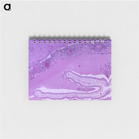 2-32_COVID-19_memo