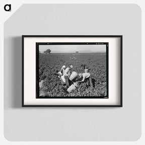 アートポスター-Pea pickers near Calipatria, California - ドロテア ラング Poster.