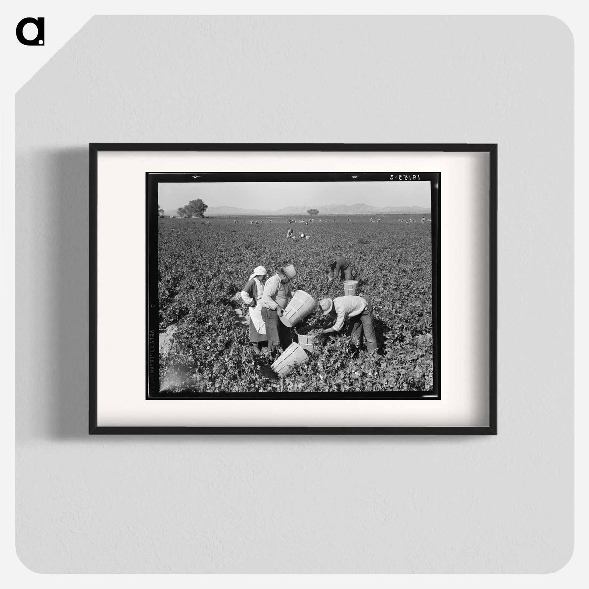 Pea pickers near Calipatria, California - Dorothea Lange Poster.