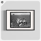 Pea pickers near Calipatria, California - Dorothea Lange Poster.