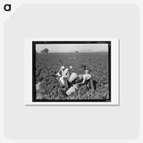 2-32_Dorothea-Lange_hagaki