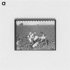 アートメモ帳-Pea pickers near Calipatria, California - ドロテア ラング Memo.
