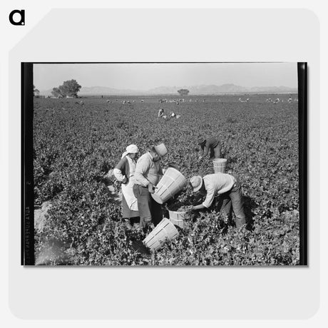 2-32_Dorothea-Lange_picture-crop