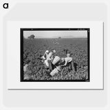 Pea pickers near Calipatria, California - Dorothea Lange Poster.