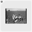 2-32_Dorothea-Lange_postcard