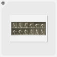 アートポストカード-Striking a Blow
 - エドワード マイブリッジ Postcard.