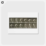 アートポストカード-Striking a Blow
 - エドワード マイブリッジ Postcard.