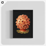 2-32_Ernst-Haeckel_blk-crop