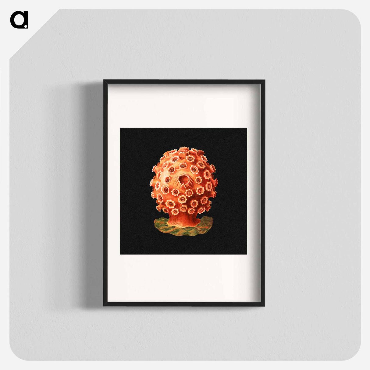 Colorful vintage tunicate marine life illustration - エルンスト ヘッケル Poster.