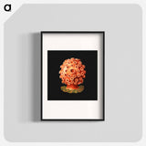 Colorful vintage tunicate marine life illustration - エルンスト ヘッケル Poster.