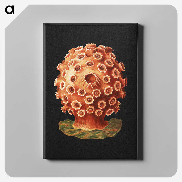 2-32_Ernst-Haeckel_canvas