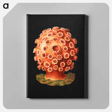 Colorful vintage tunicate marine life illustration - エルンスト ヘッケル Canvas.