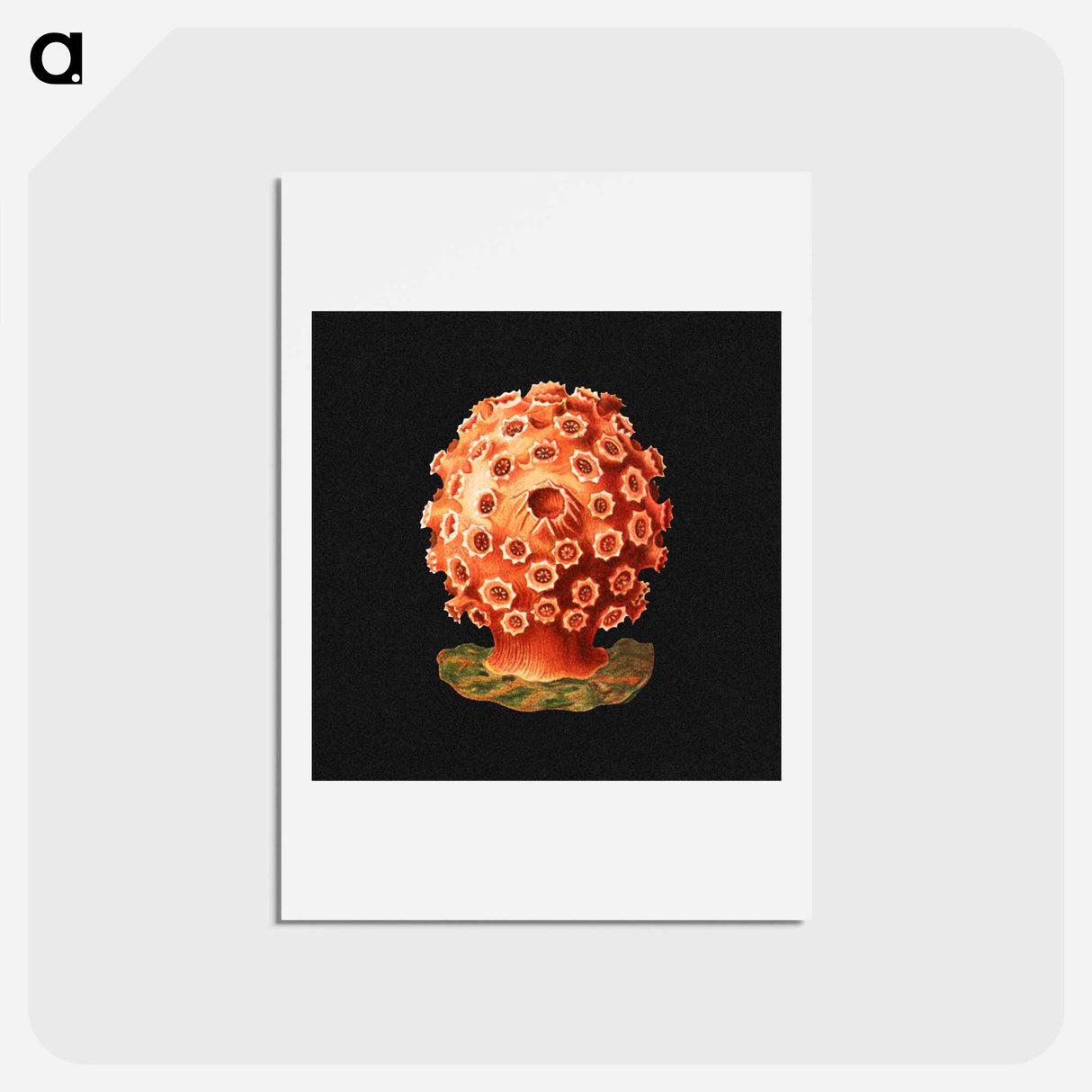 アートポストカード-Colorful vintage tunicate marine life illustration - エルンスト ヘッケル Postcard.