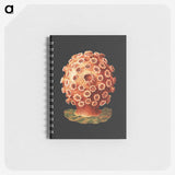 2-32_Ernst-Haeckel_memo