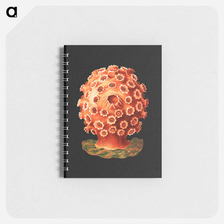 アートメモ帳-Colorful vintage tunicate marine life illustration - エルンスト ヘッケル Memo.