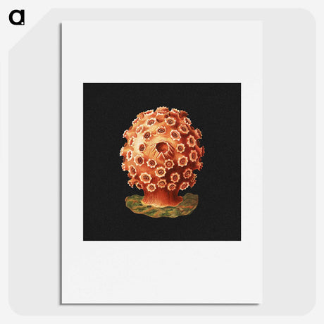 2-32_Ernst-Haeckel_picture