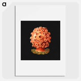 Colorful vintage tunicate marine life illustration - エルンスト ヘッケル Poster.