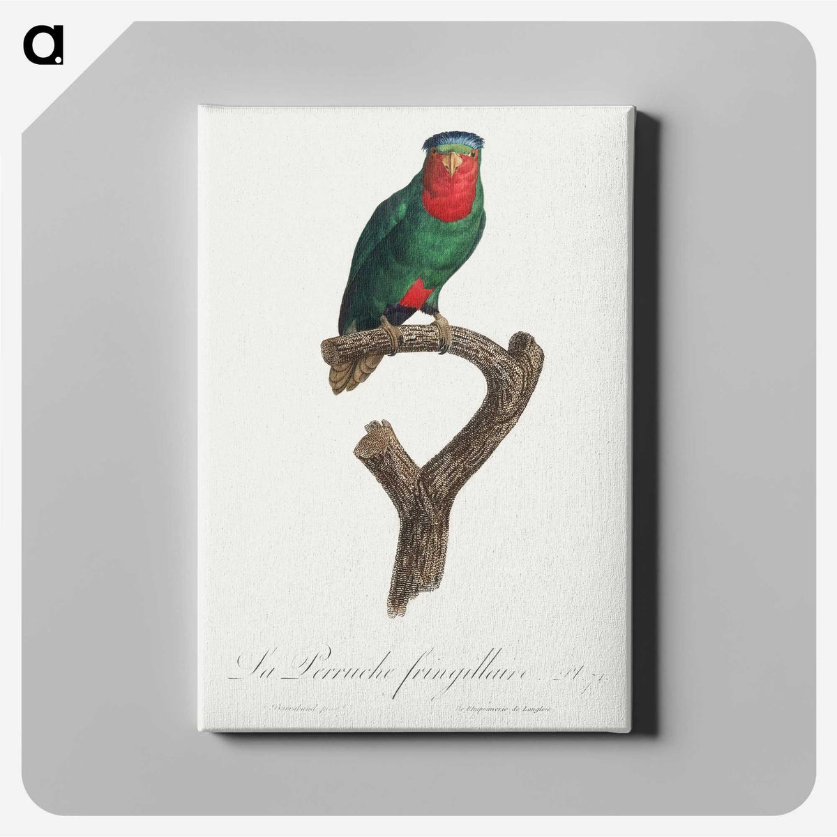 2-32_Francois-Levaillant_canvas