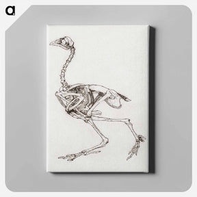アートパネル-Dorking Hen Skeleton
 - ジョージ スタッブス Canvas.