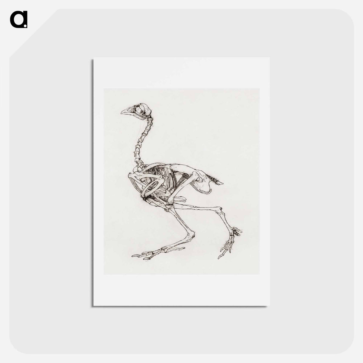 アートポストカード-Dorking Hen Skeleton
 - ジョージ スタッブス Postcard.