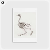 アートポストカード-Dorking Hen Skeleton
 - ジョージ スタッブス Postcard.