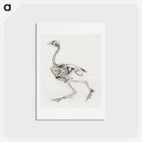 アートポストカード-Dorking Hen Skeleton
 - ジョージ スタッブス Postcard.