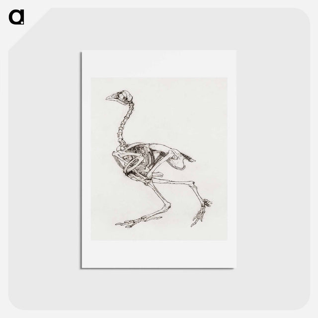 アートポストカード-Dorking Hen Skeleton
 - ジョージ スタッブス Postcard.