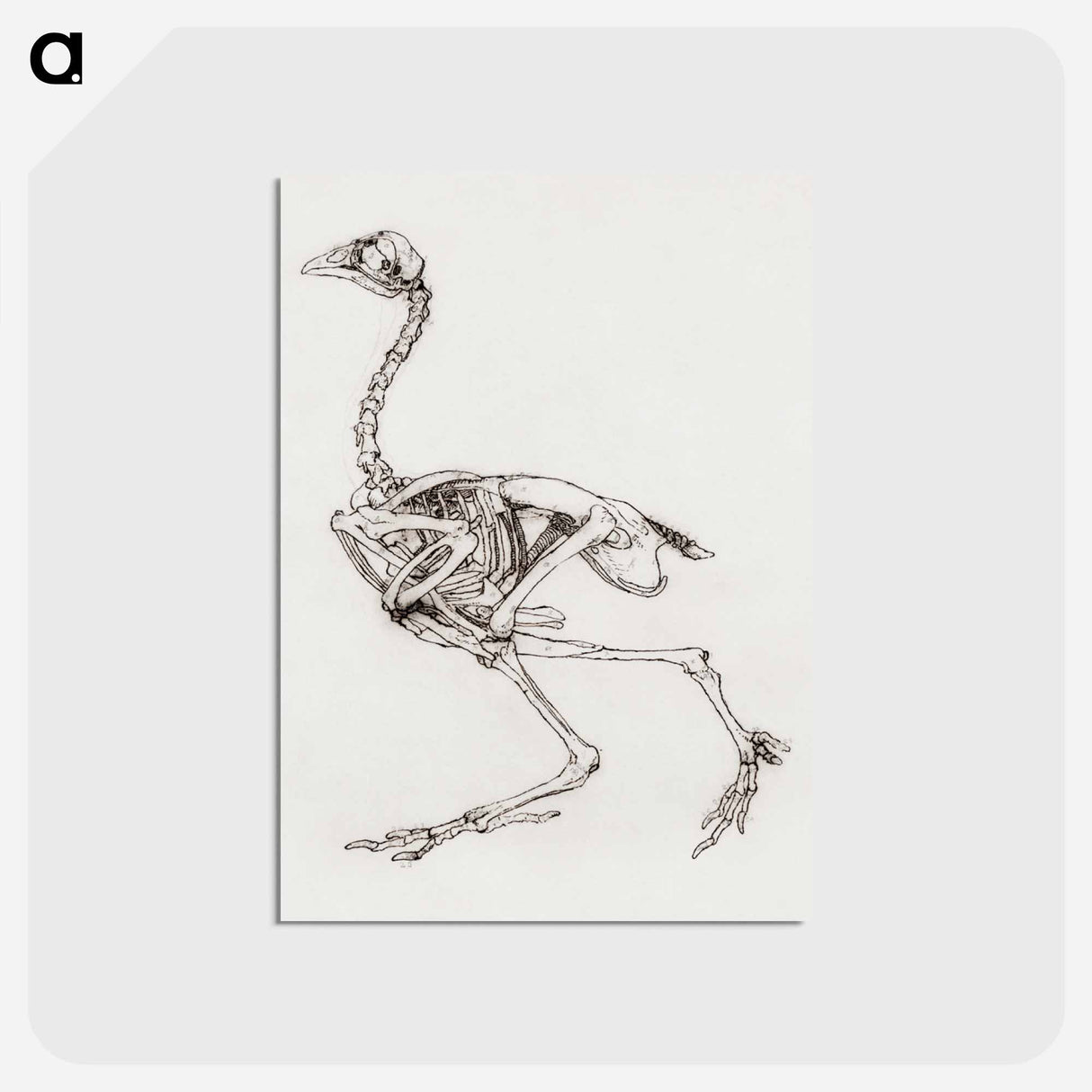 アートポストカード-Dorking Hen Skeleton
 - ジョージ スタッブス Postcard.