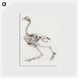 アートポストカード-Dorking Hen Skeleton
 - ジョージ スタッブス Postcard.