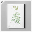 2-32_Histoire-des-Plantes-Grasses_canvas