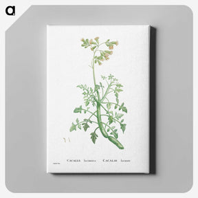 2-32_Histoire-des-Plantes-Grasses_canvas