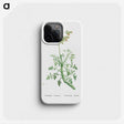 2-32_Histoire-des-Plantes-Grasses_phone