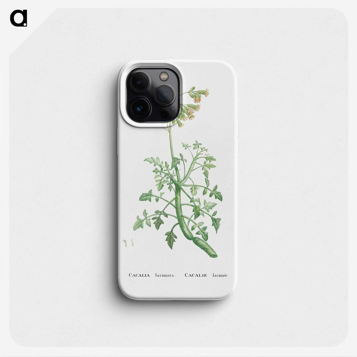 2-32_Histoire-des-Plantes-Grasses_phone