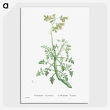 2-32_Histoire-des-Plantes-Grasses_picture-crop
