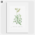 2-32_Histoire-des-Plantes-Grasses_picture