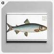 2-32_Ichtyologie-ou-Histoire-naturelle_canvas