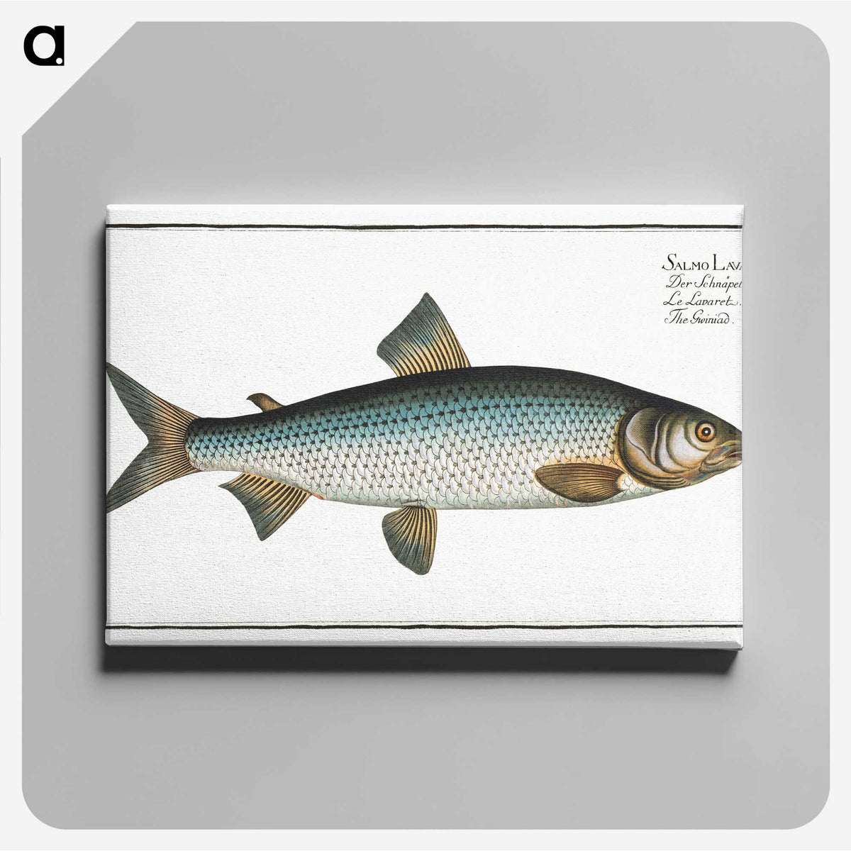 2-32_Ichtyologie-ou-Histoire-naturelle_canvas