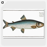 2-32_Ichtyologie-ou-Histoire-naturelle_picture-crop