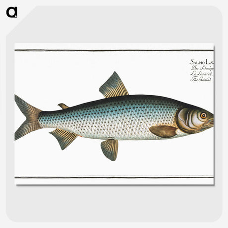 2-32_Ichtyologie-ou-Histoire-naturelle_picture-crop