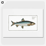 2-32_Ichtyologie-ou-Histoire-naturelle_picture