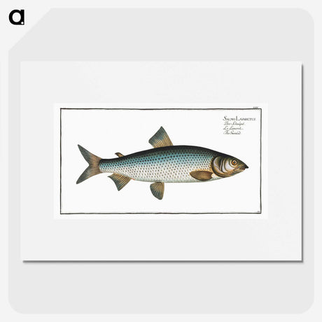 2-32_Ichtyologie-ou-Histoire-naturelle_picture