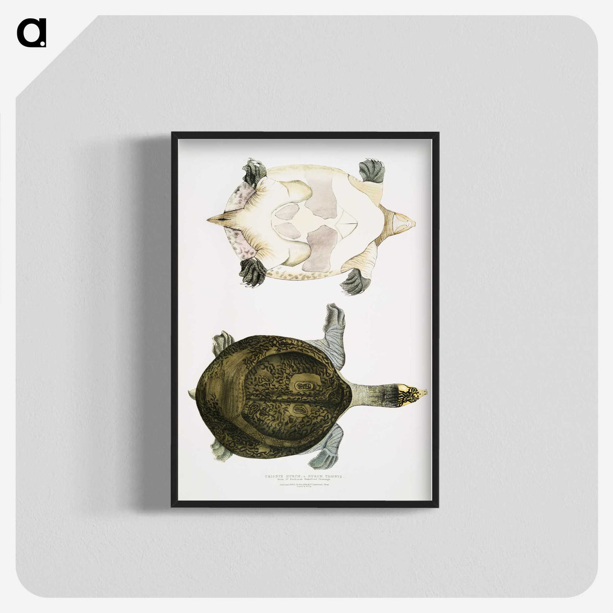 2-32_Indian-Zoology_blk-crop