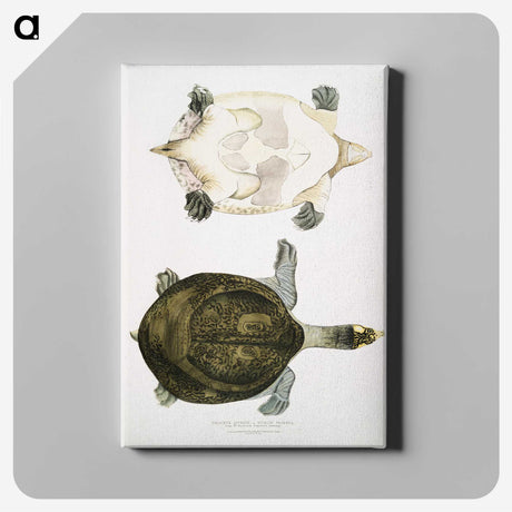 2-32_Indian-Zoology_canvas