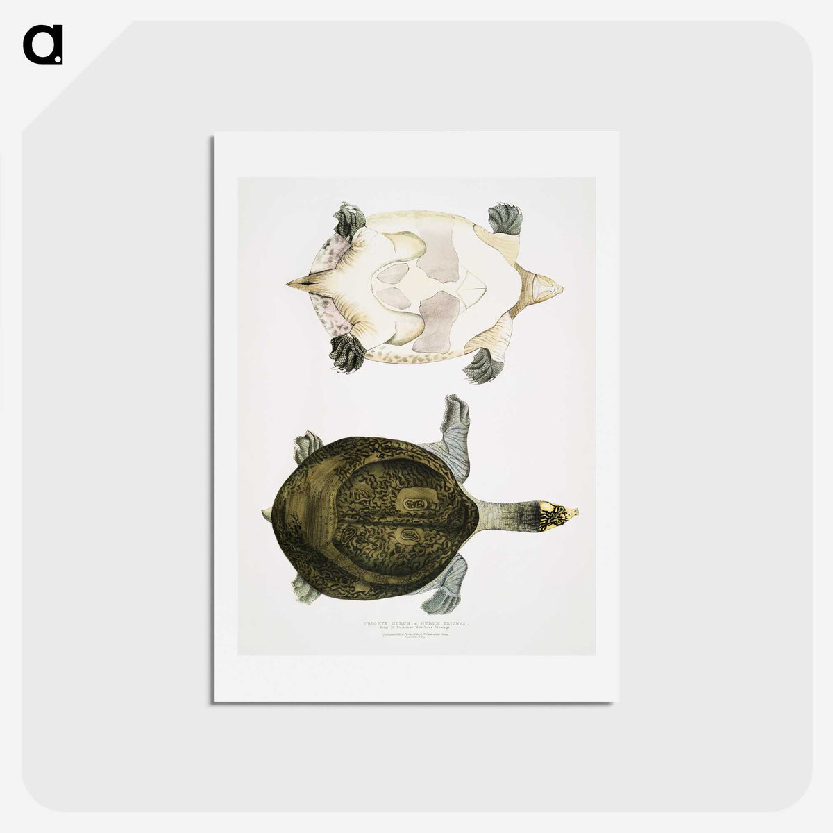 2-32_Indian-Zoology_hagaki