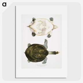 2-32_Indian-Zoology_picture