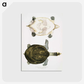 2-32_Indian-Zoology_postcard