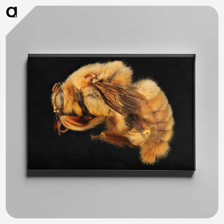 2-32_Insects-Unlocked-Project_canvas